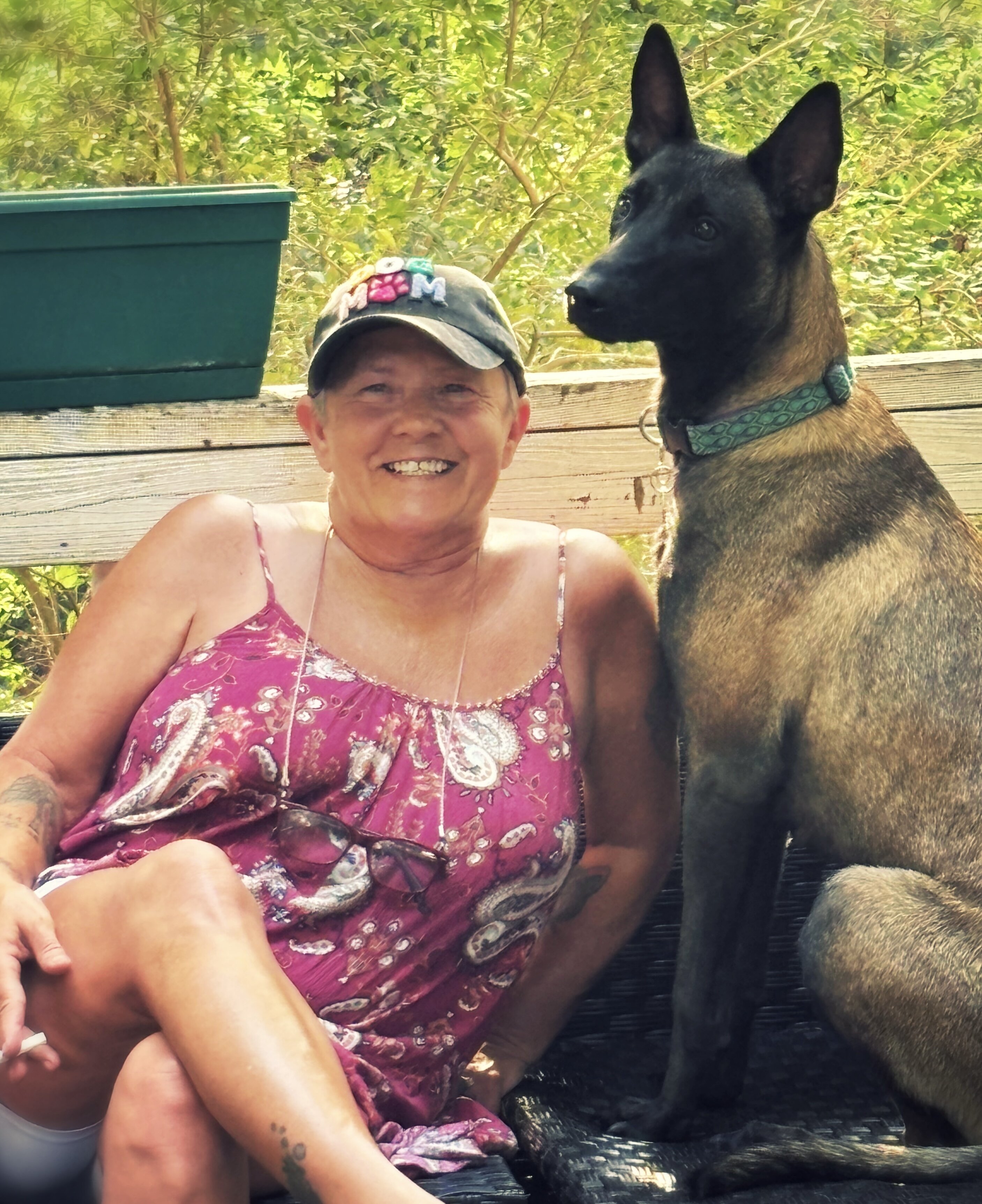 Belgian Malinois X puppies image 5