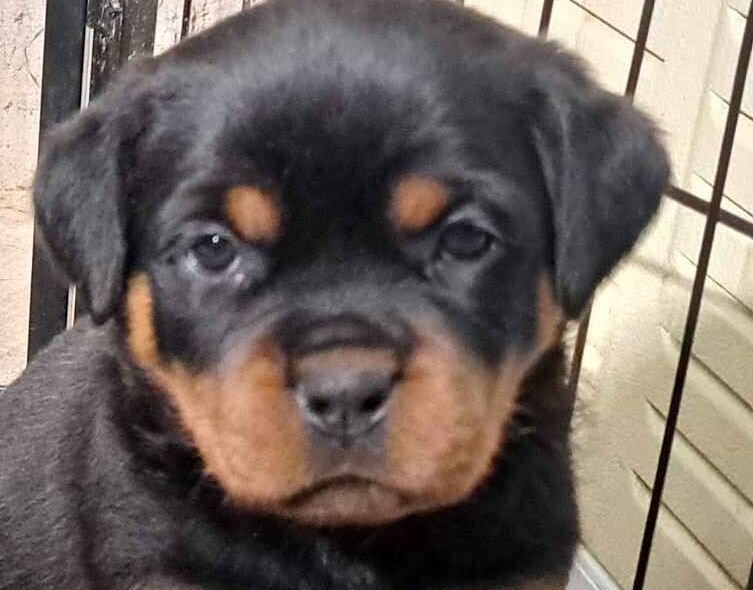 AKC Rottweiler pups image 1