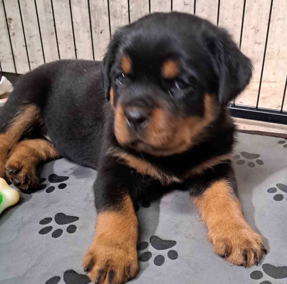 AKC Rottweiler pups image 3
