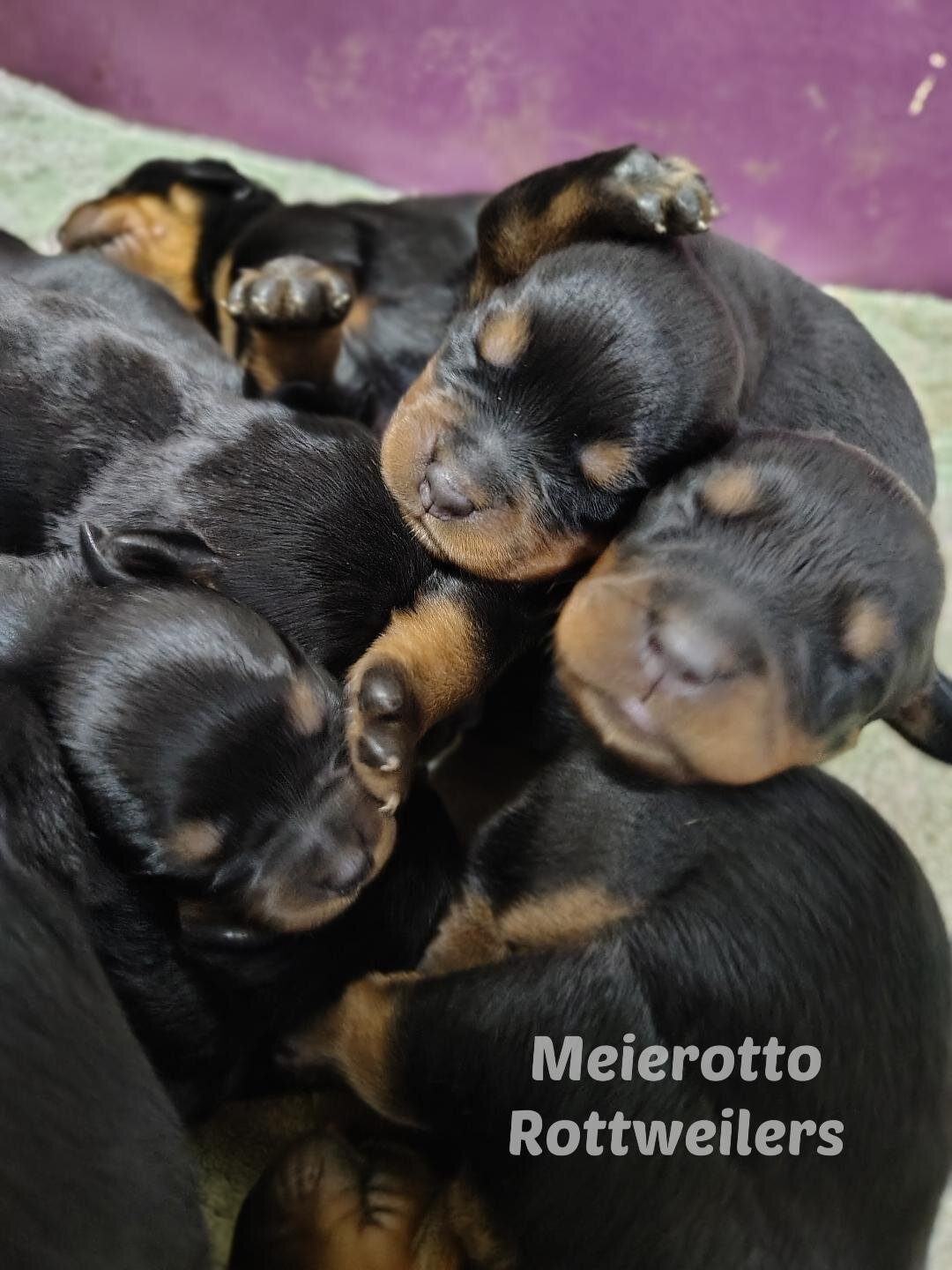 AKC Rottweiler pups image 4