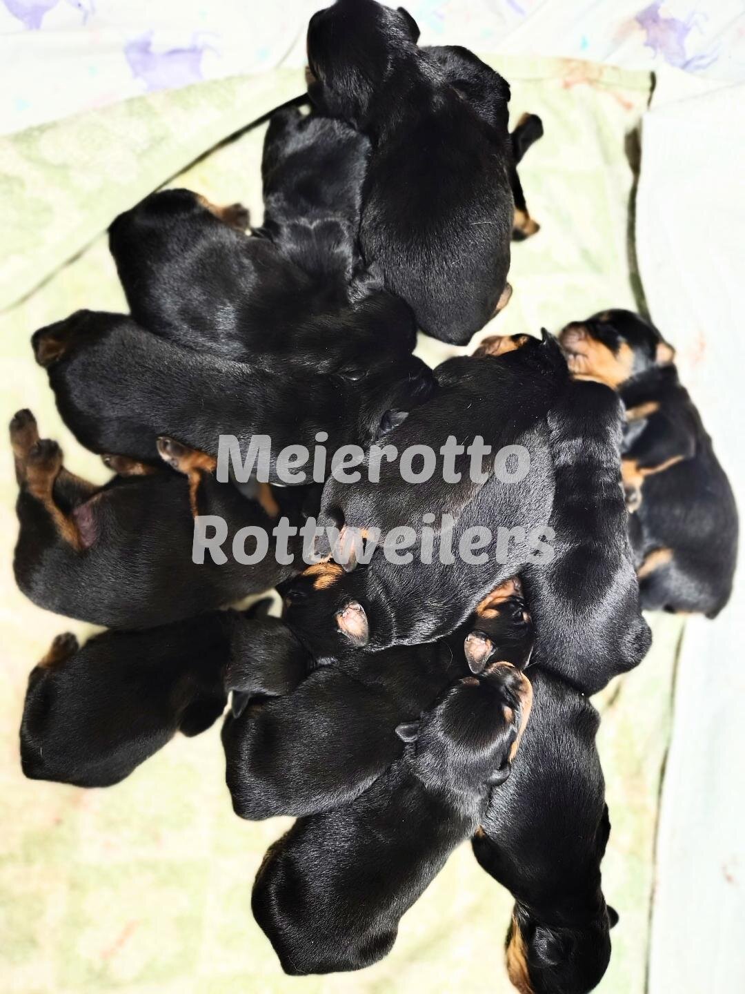 AKC Rottweiler pups image 5