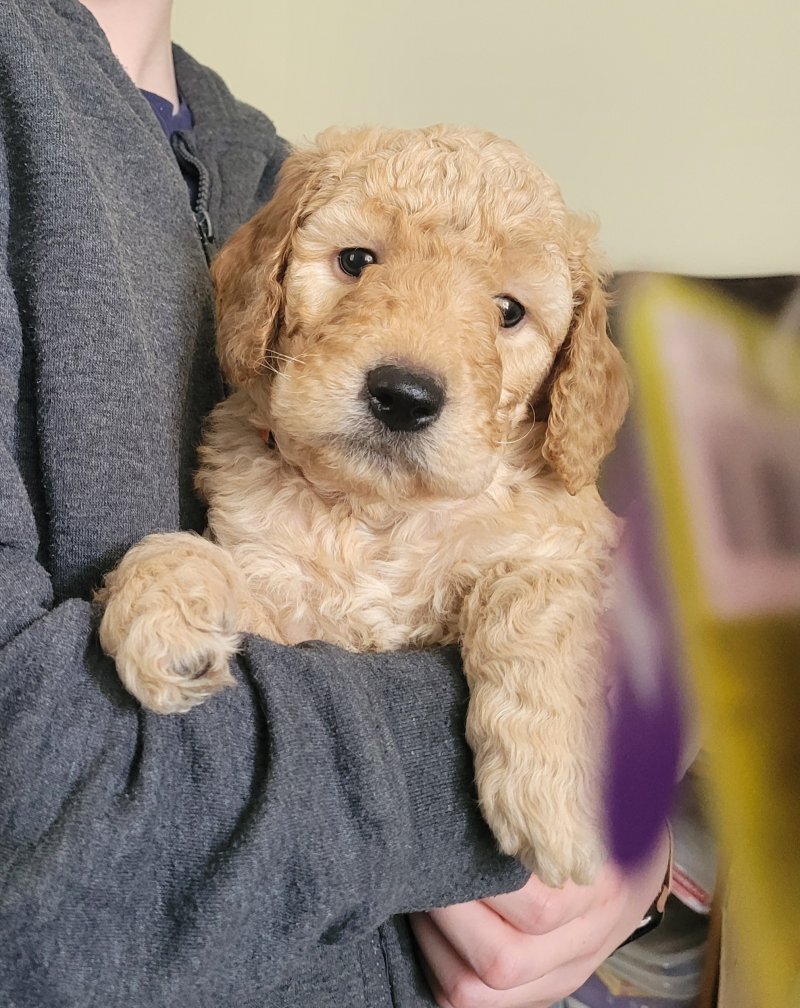 Golden Doodle image 6