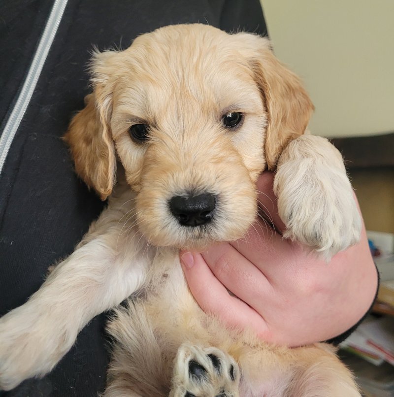 Golden Doodle image 5
