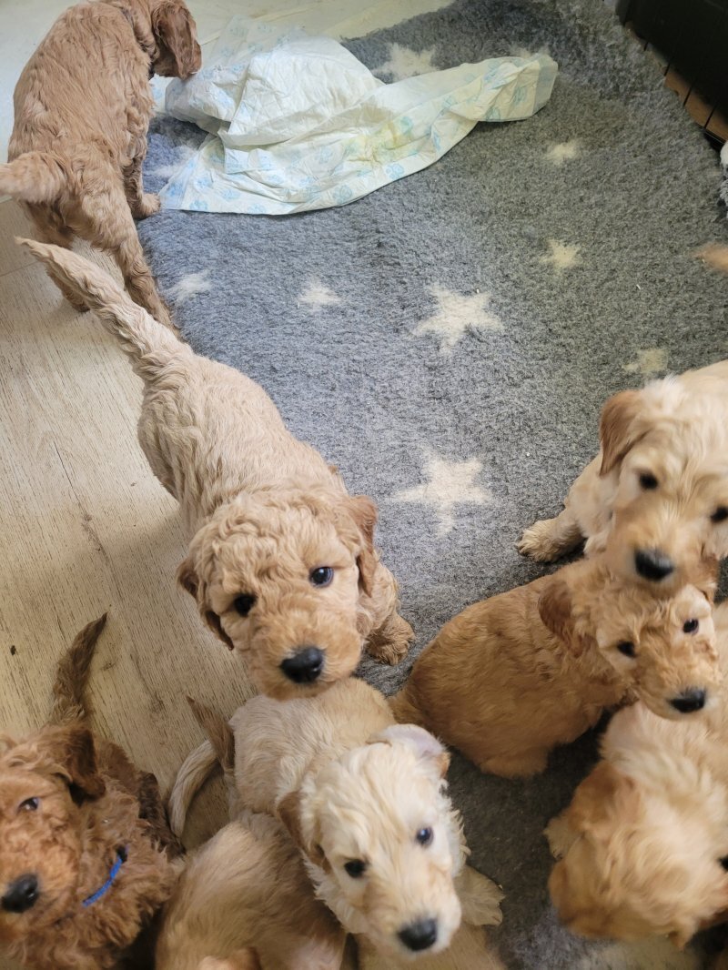 Golden Doodle image 4