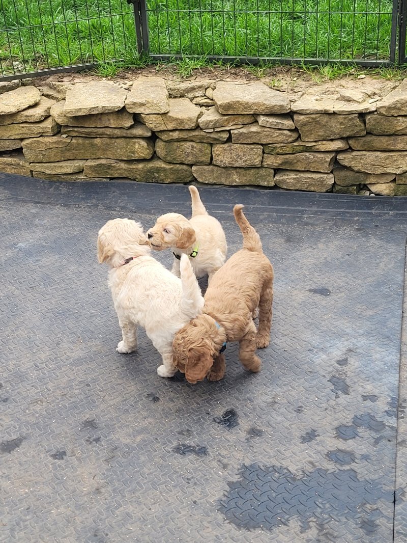 Golden Doodle image 3
