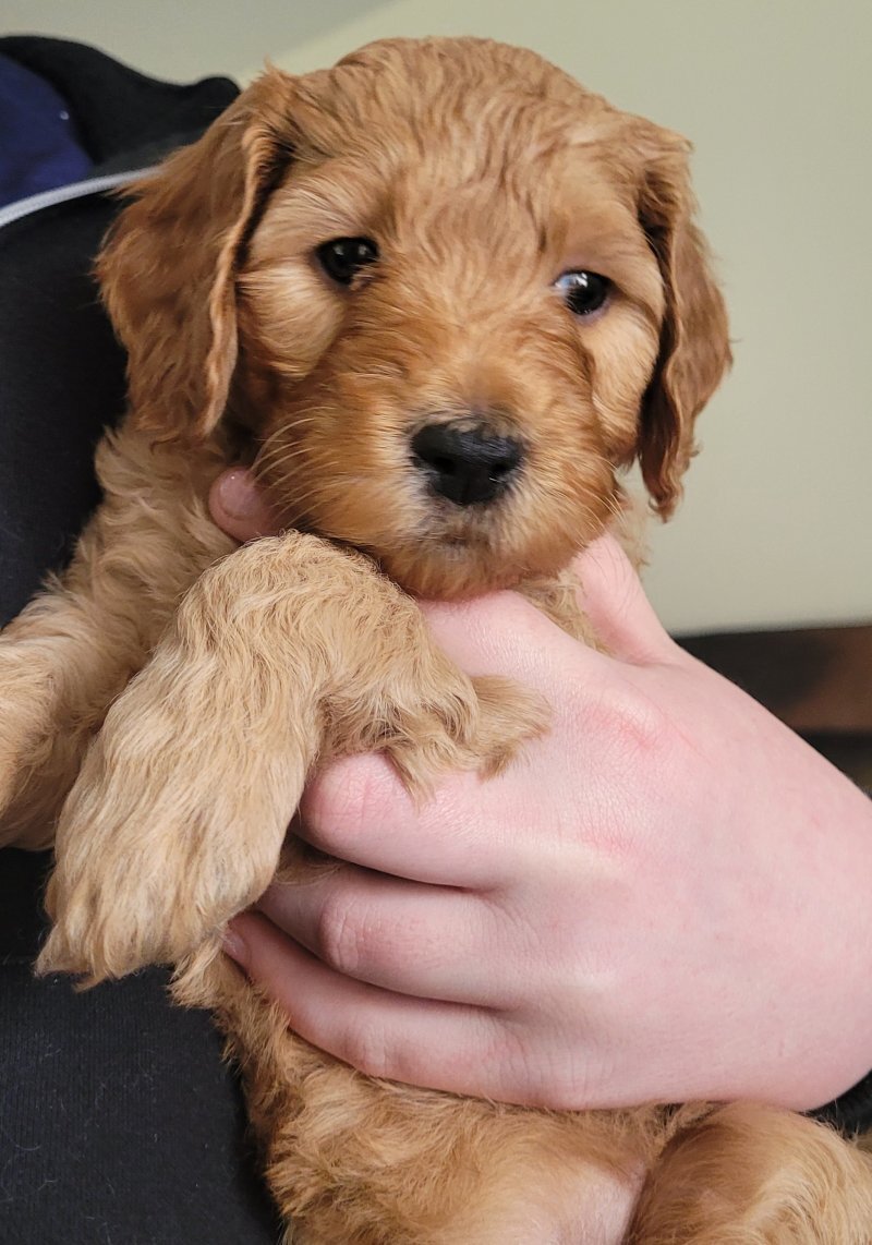 Golden Doodle image 2