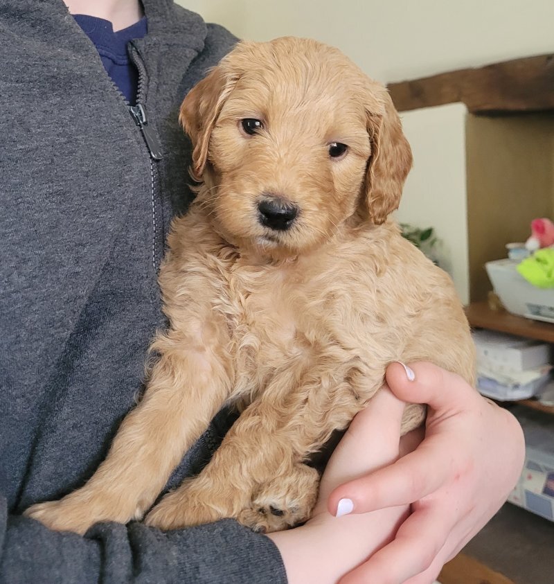 Golden Doodle image 1