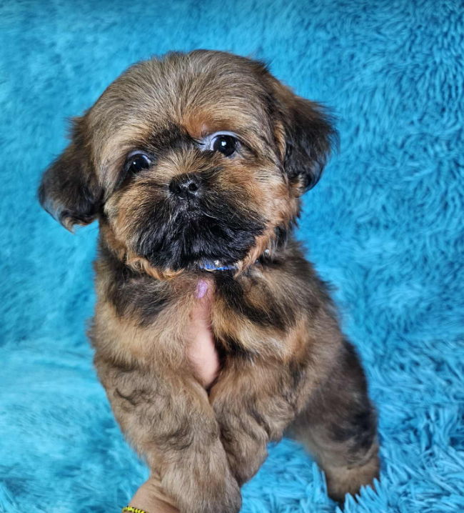 Imperial Shih Tzu puppy male  8 months old image 1