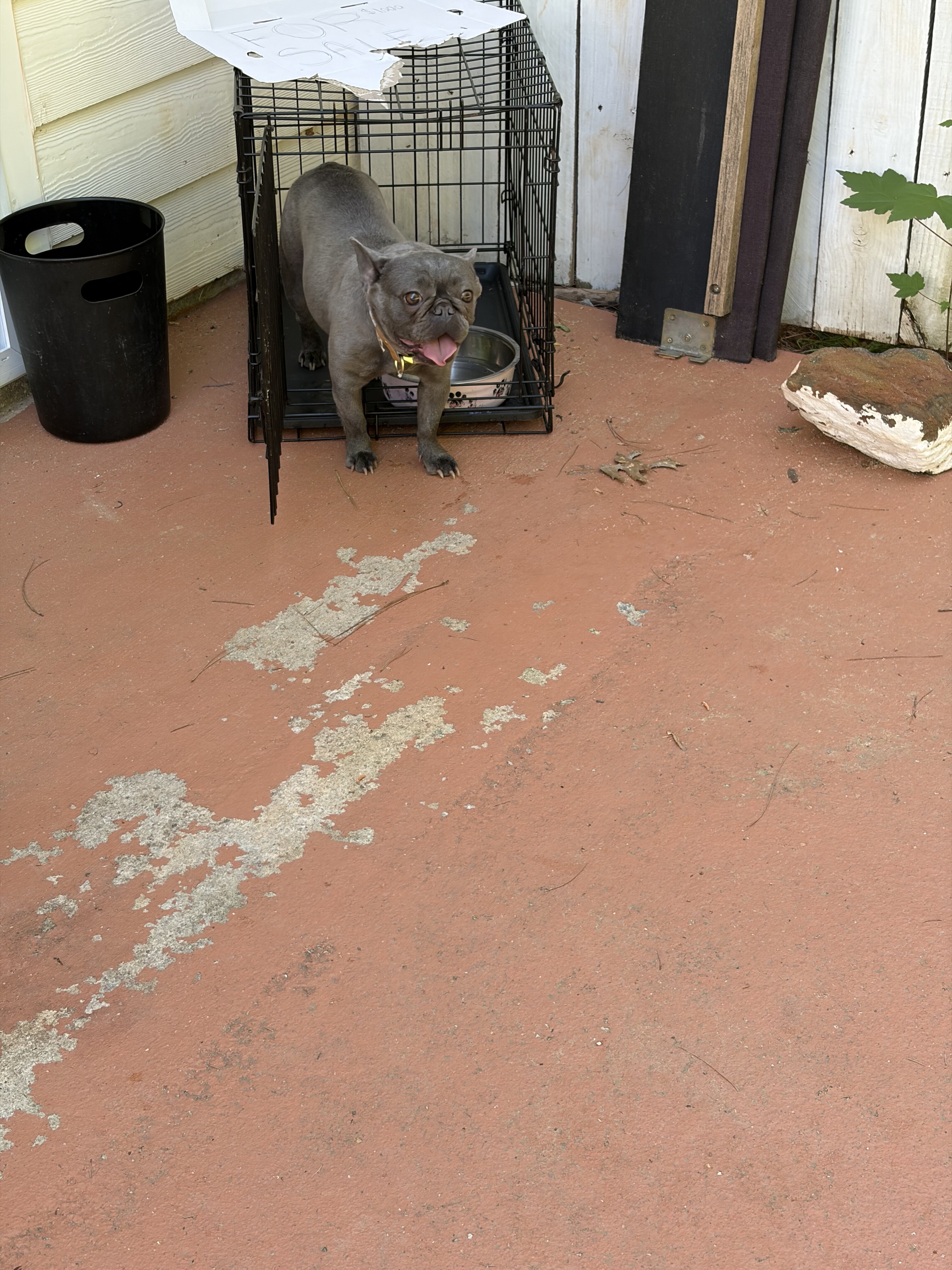 French bulldog image 1