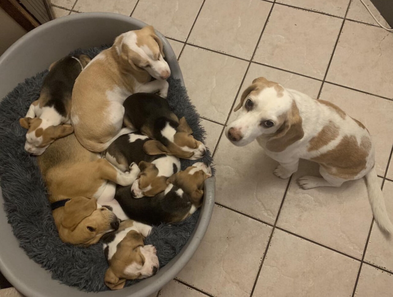 Beagle Puppies image 2