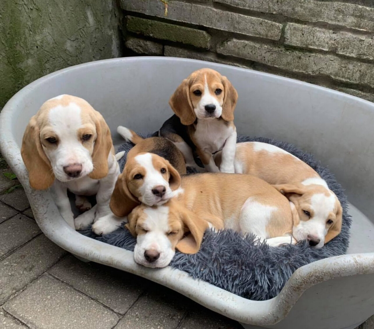 Beagle Puppies image 1