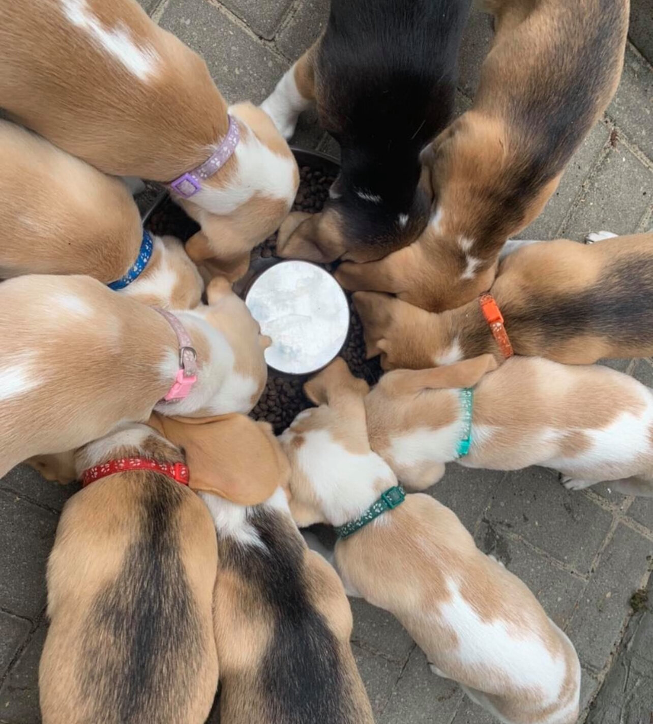 Beagle Puppies image 3
