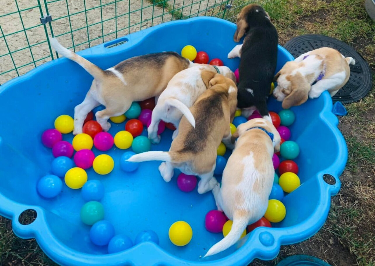 Beagle Puppies image 4
