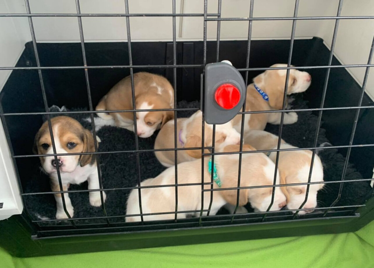 Beagle Puppies image 7