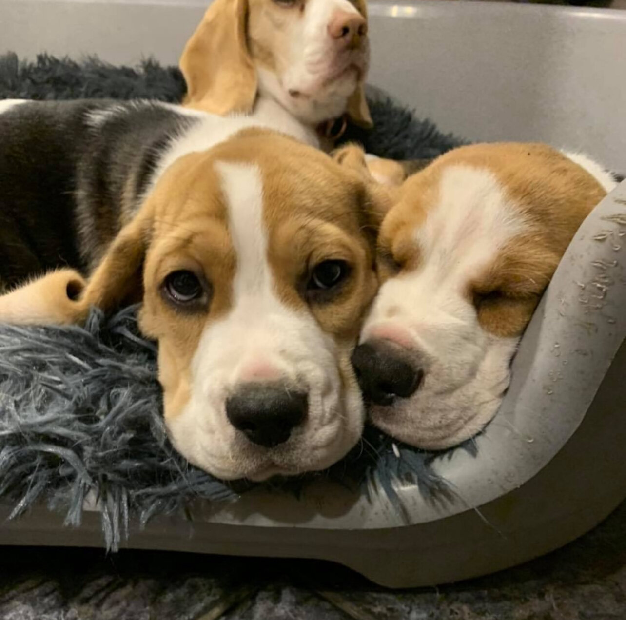 Beagle Puppies image 5