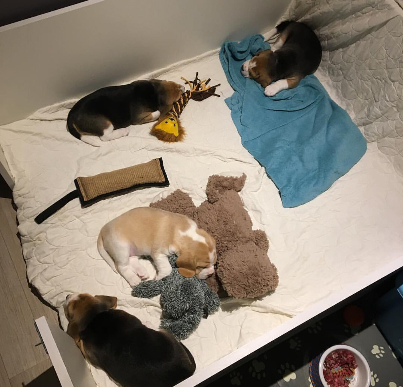 Beagle Puppies image 6