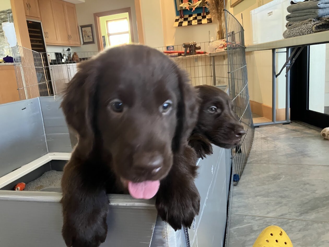 Pure Bred Flat-Coat Retriever Liver-Colored image 1