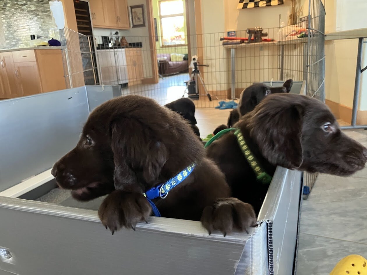 Pure Bred Flat-Coat Retriever Liver-Colored image 3