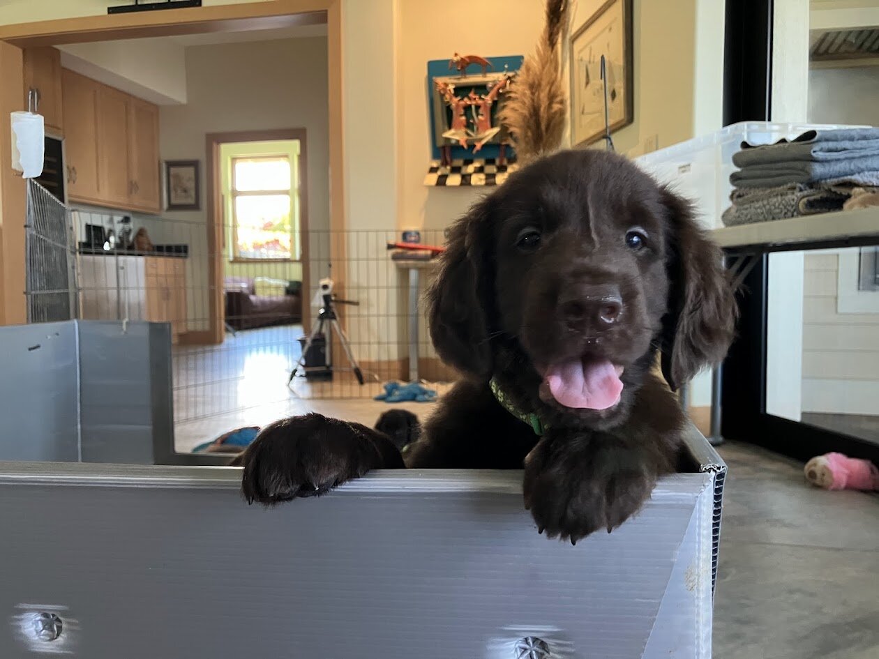 Pure Bred Flat-Coat Retriever Liver-Colored image 4