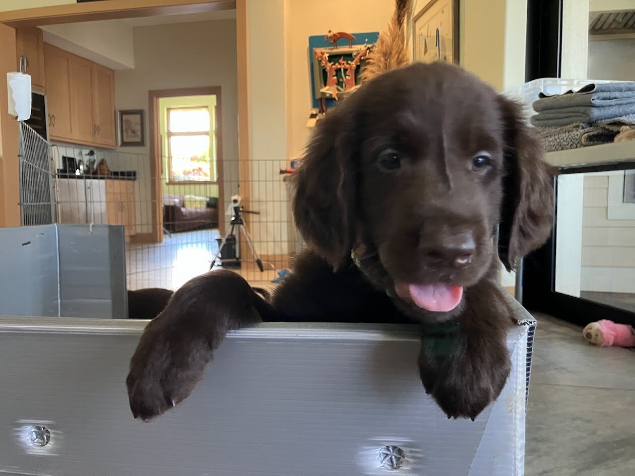 Pure Bred Flat-Coat Retriever Liver-Colored image 5