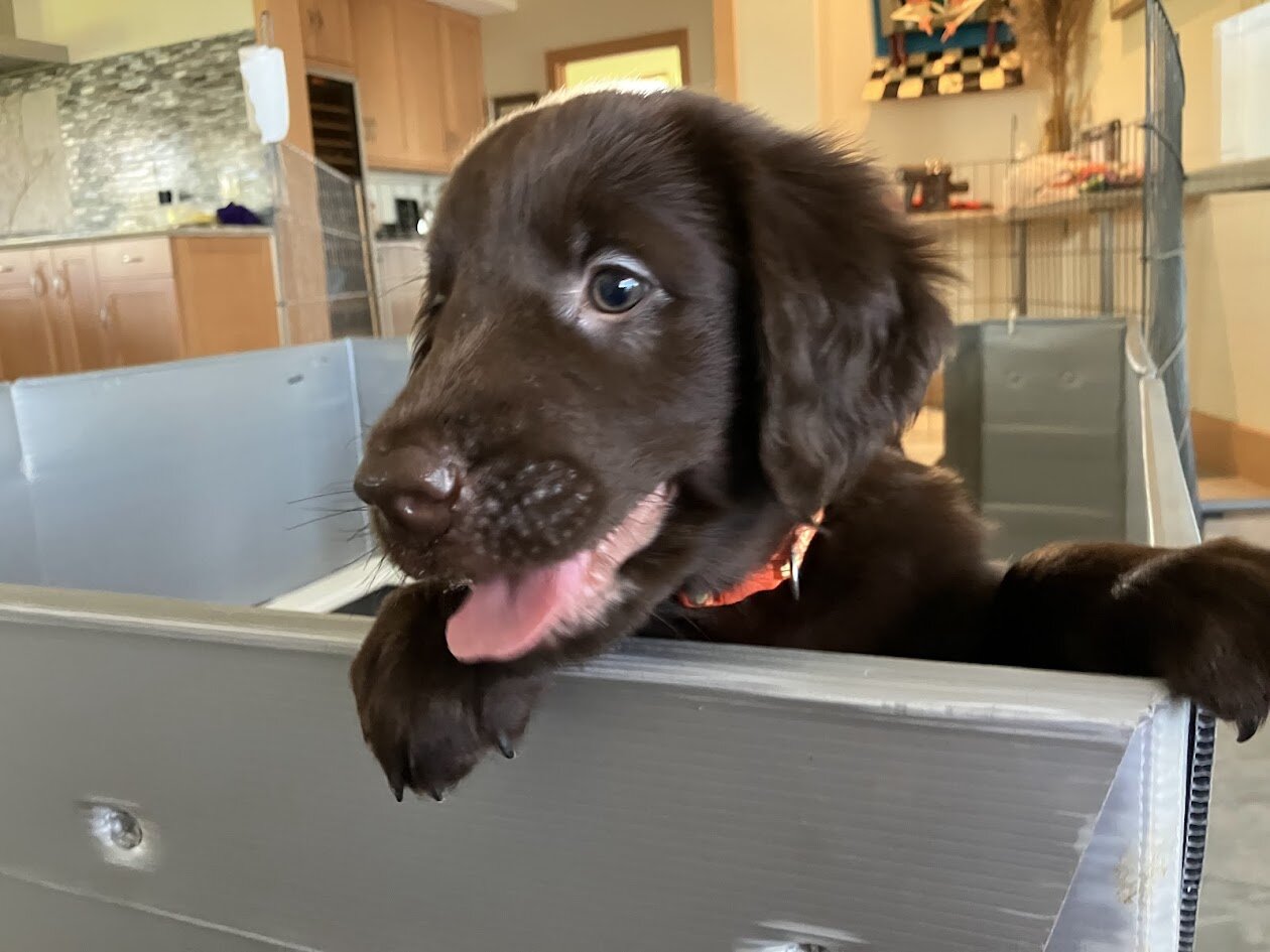 Pure Bred Flat-Coat Retriever Liver-Colored image 2