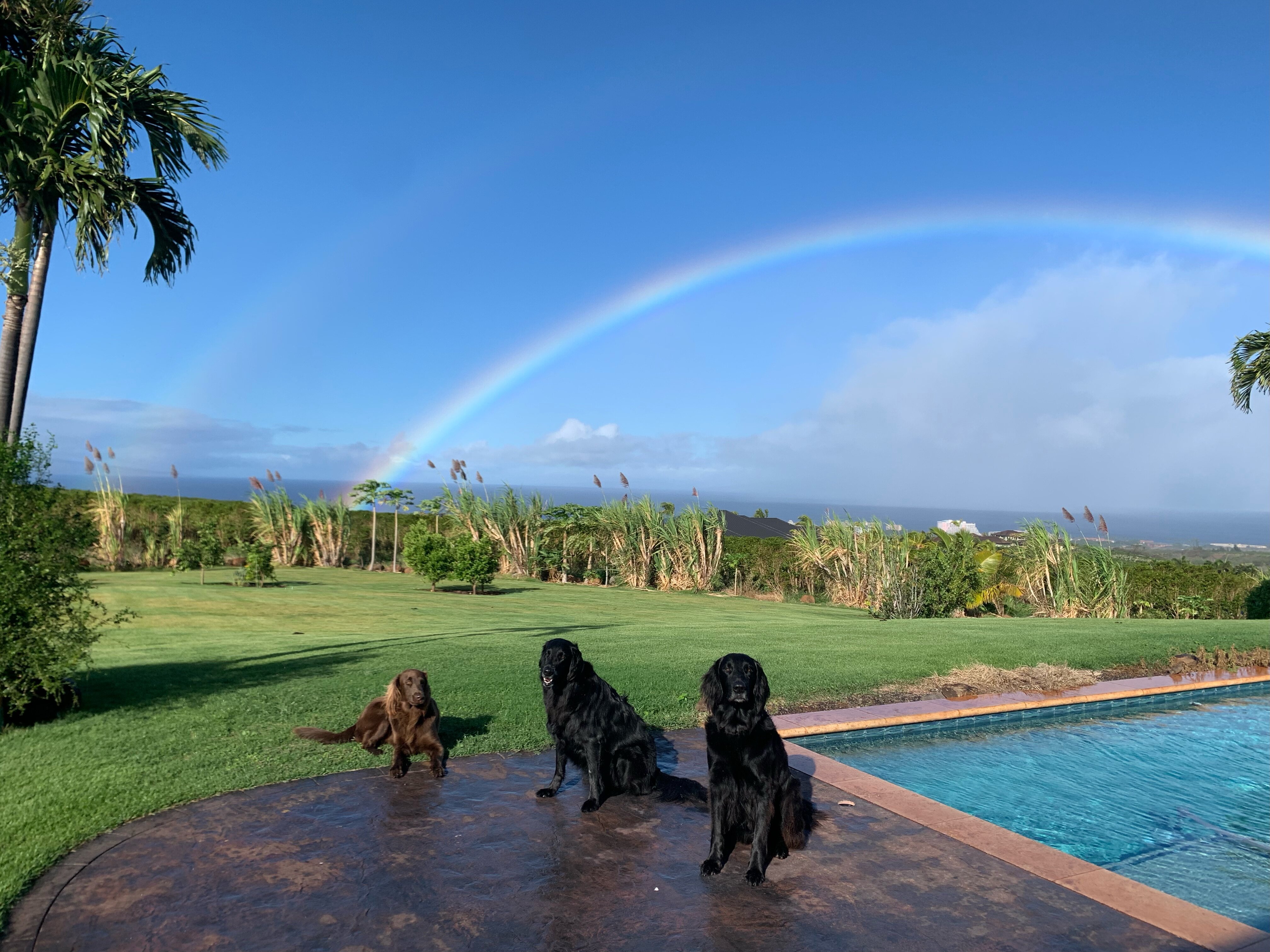 Pure Bred Flat-Coat Retriever Liver-Colored image 7