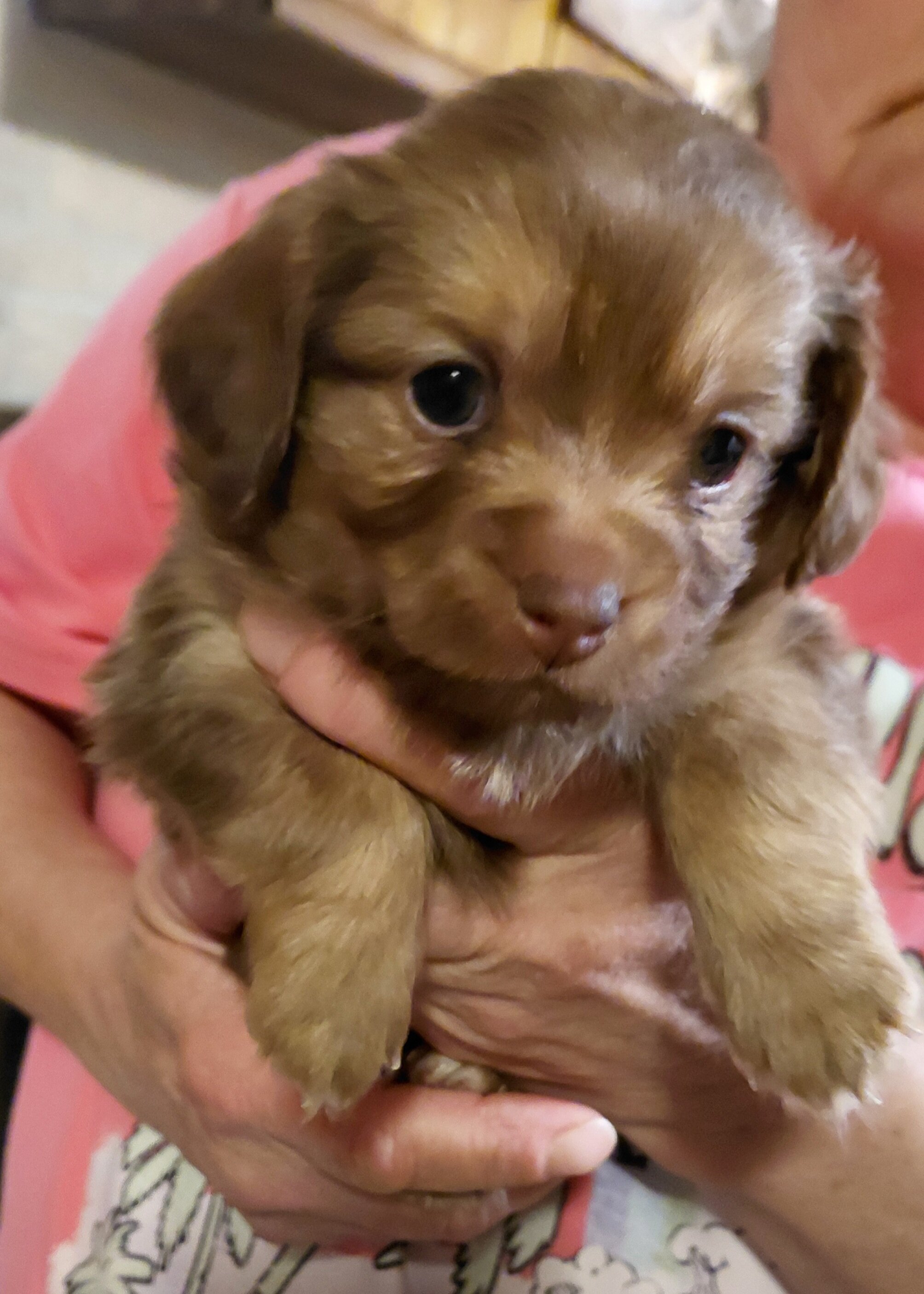 Puppy image 2