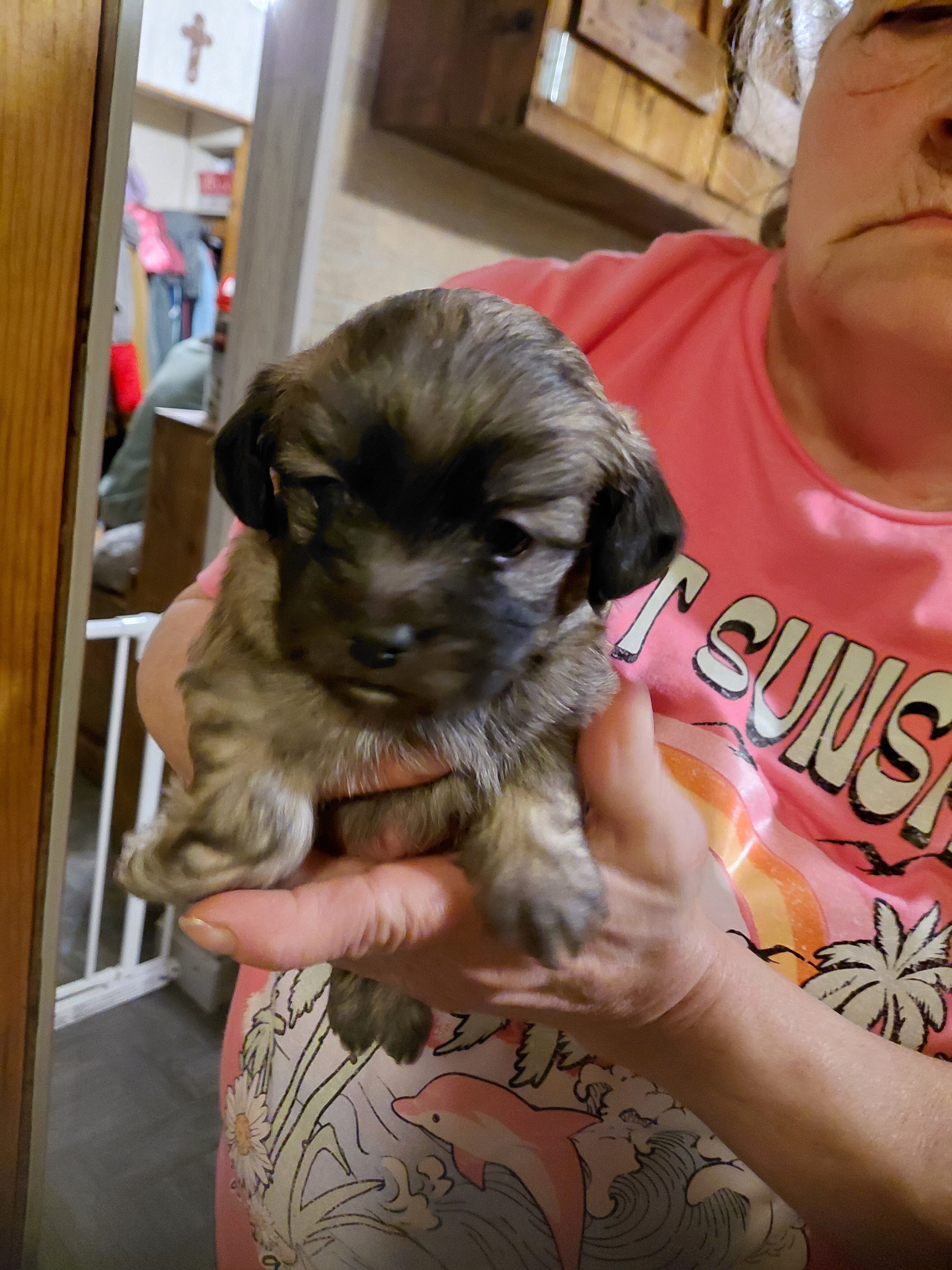 Puppy image 1