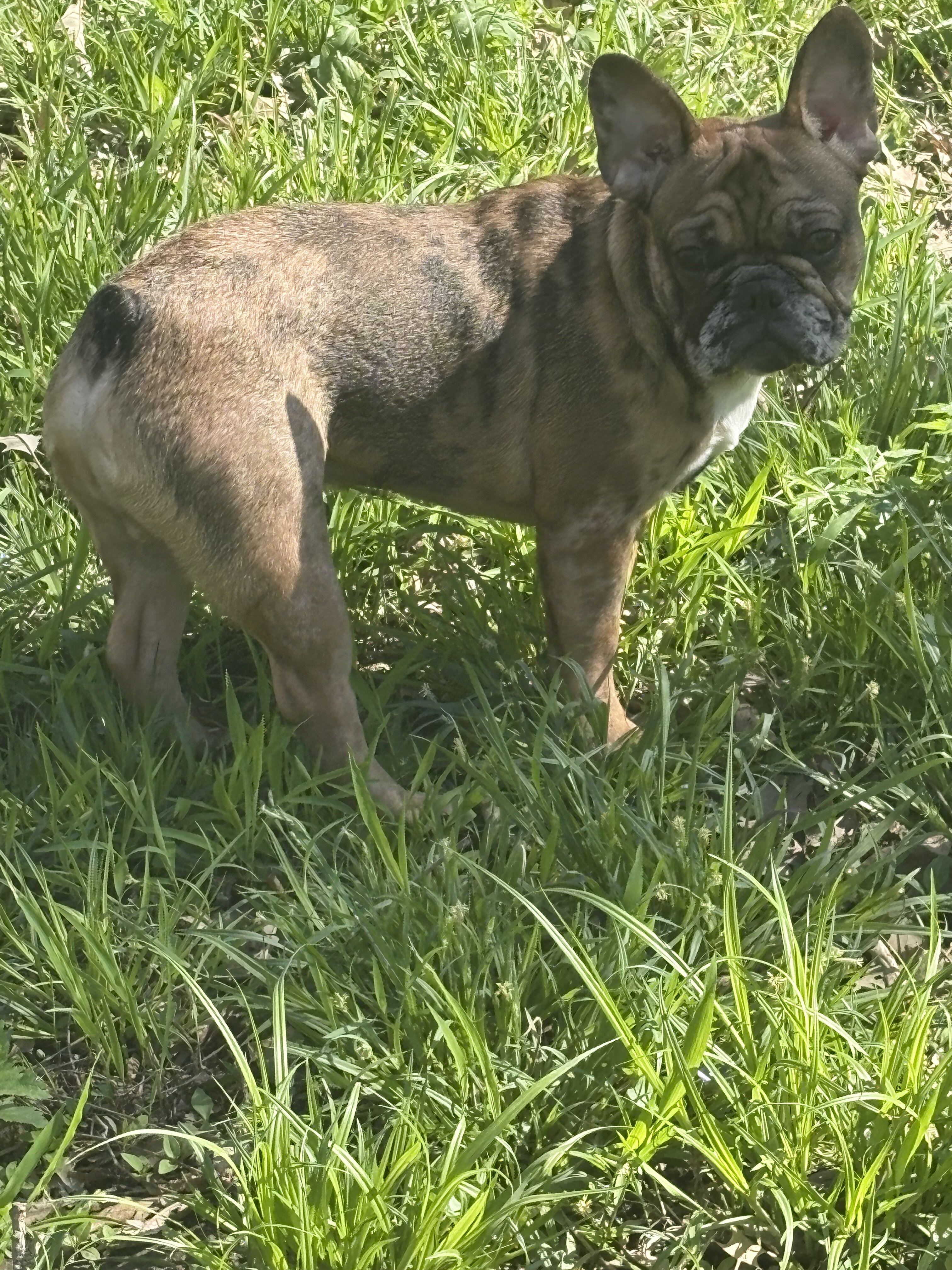 French bulldog image 4