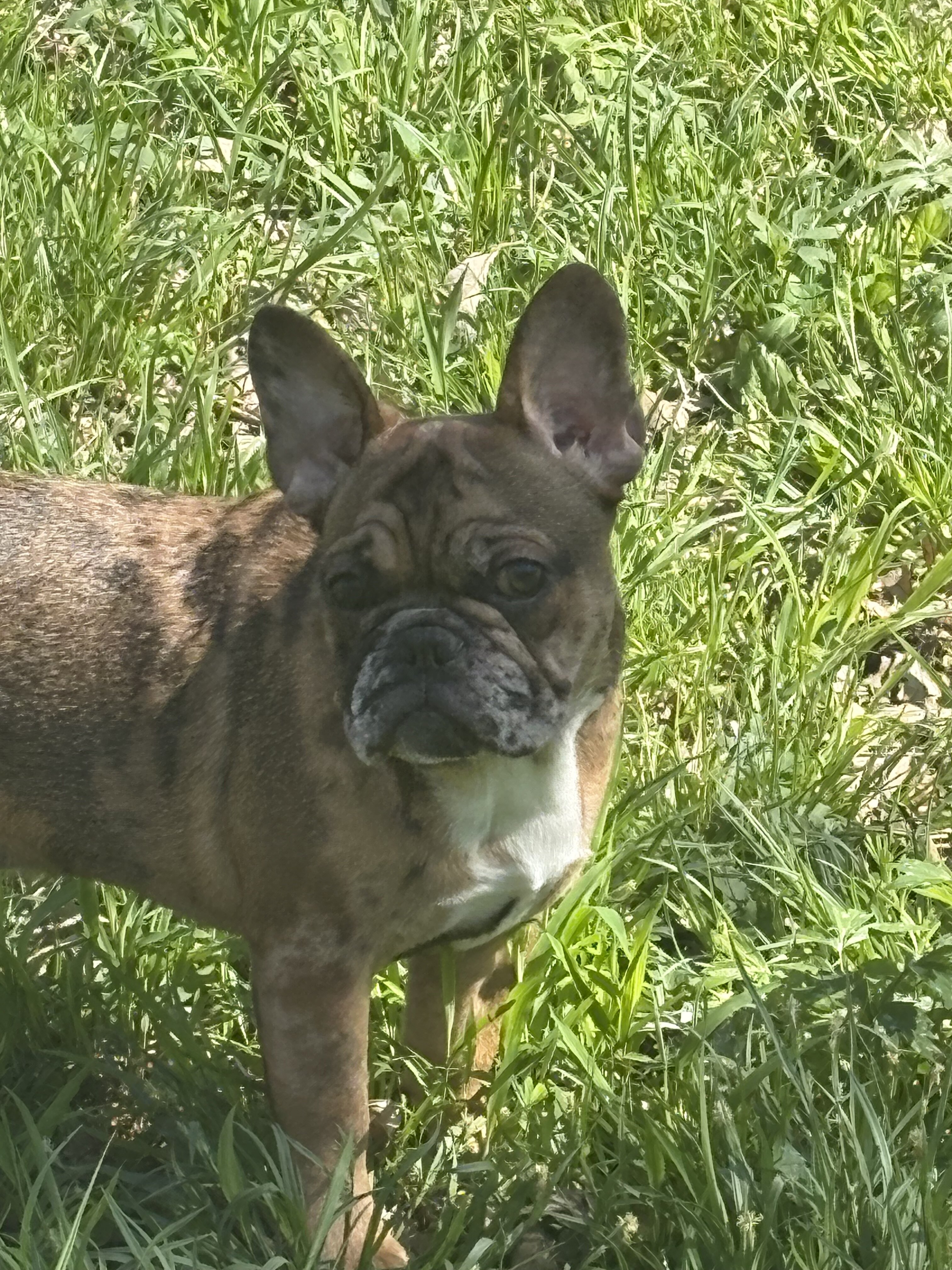 French bulldog image 1