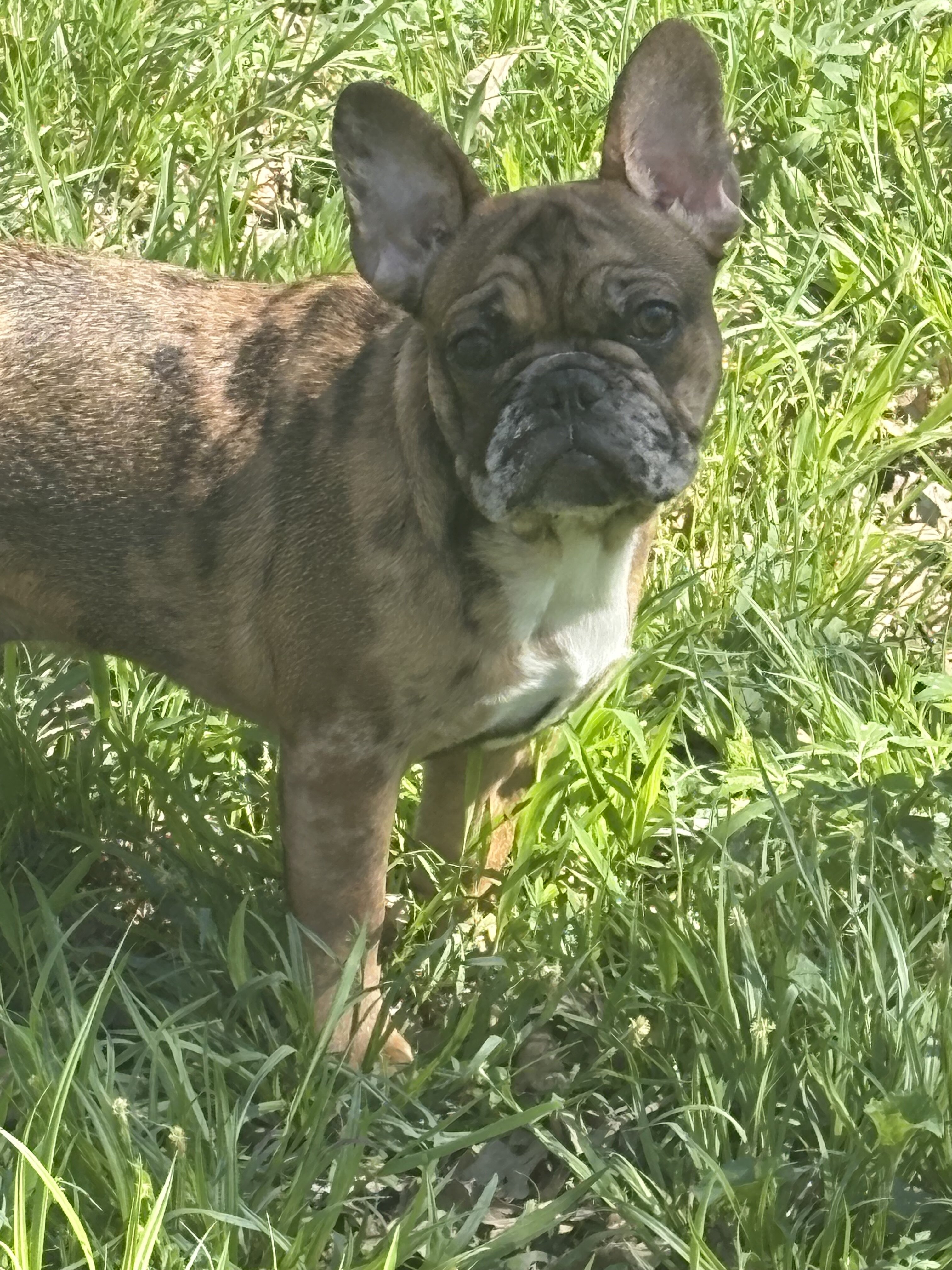French bulldog image 2