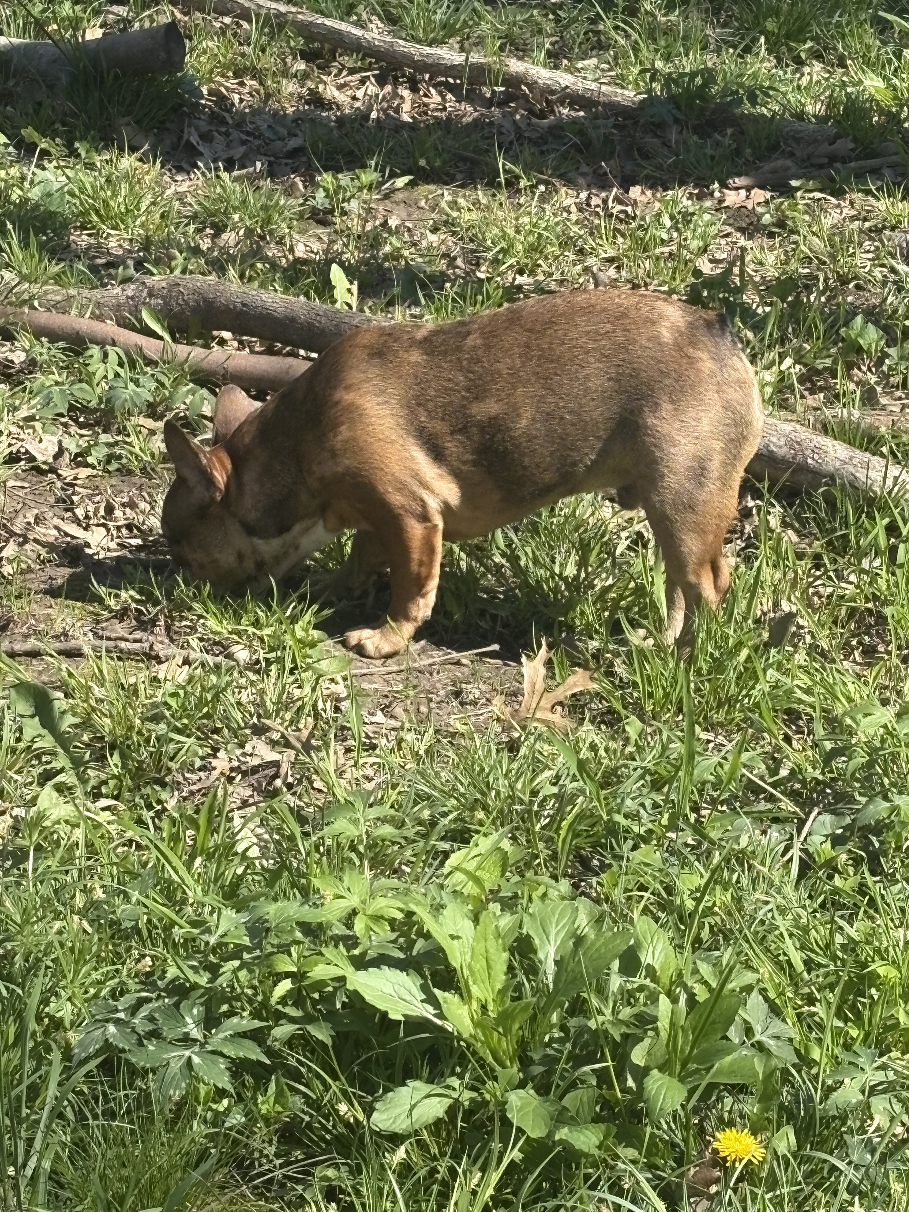 French bulldog image 3