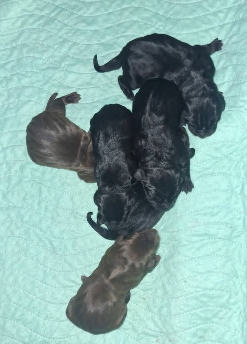 Weizsla puppies. Weimaraner and Vizsla image 3