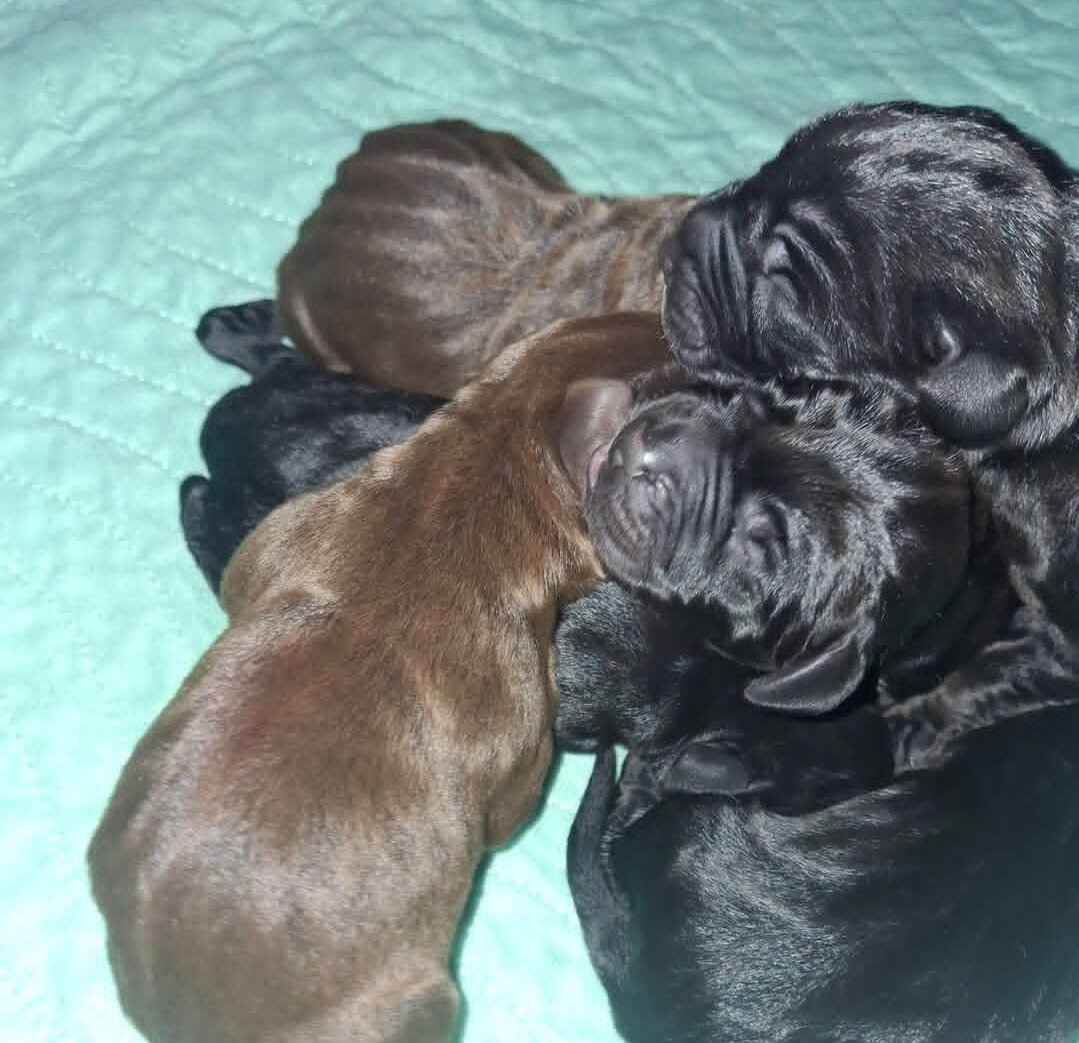 Weizsla puppies. Weimaraner and Vizsla image 2