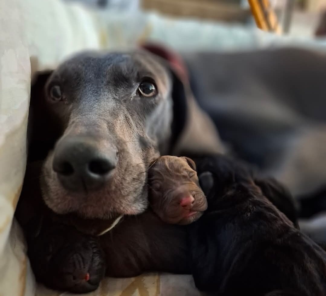 Weizsla puppies. Weimaraner and Vizsla image 1