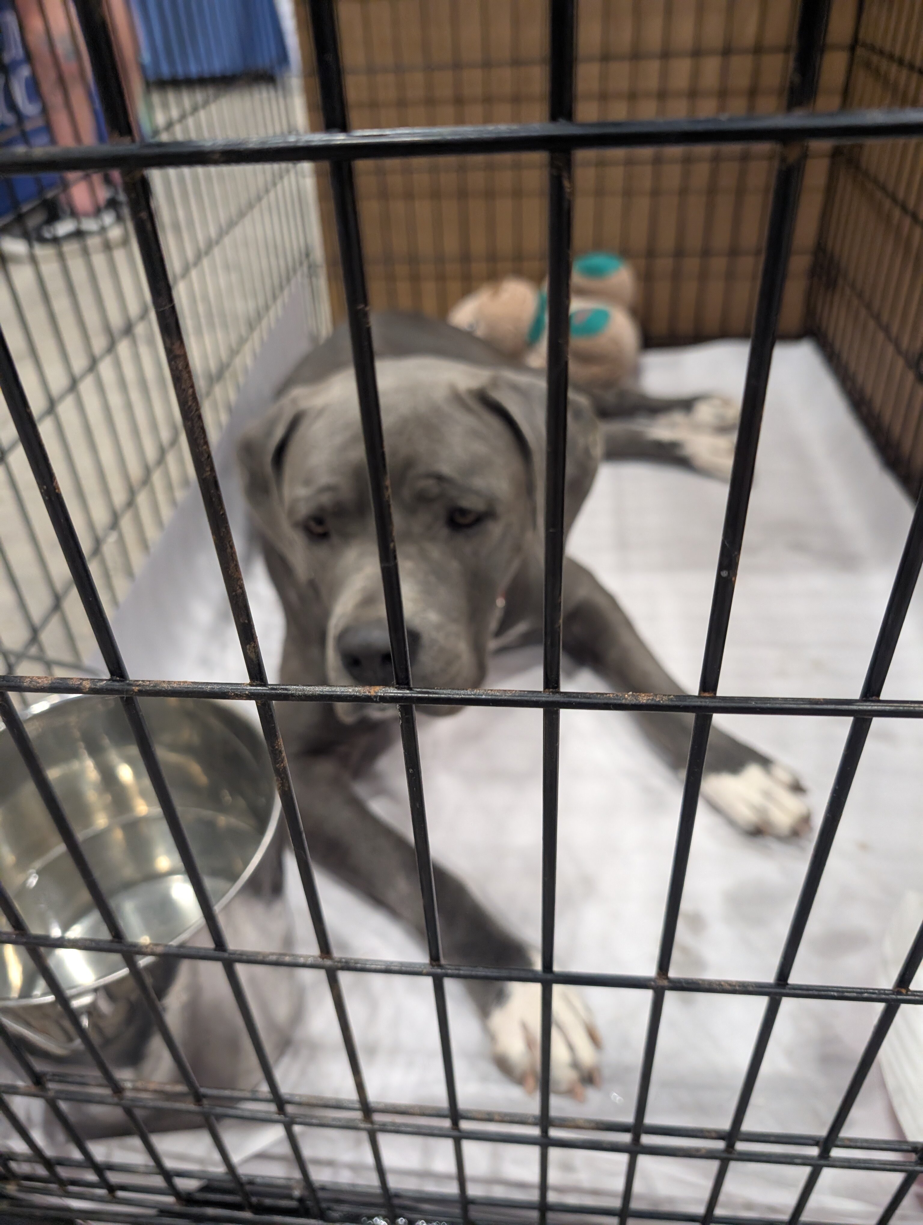 GoGo Paws Transport – image 4