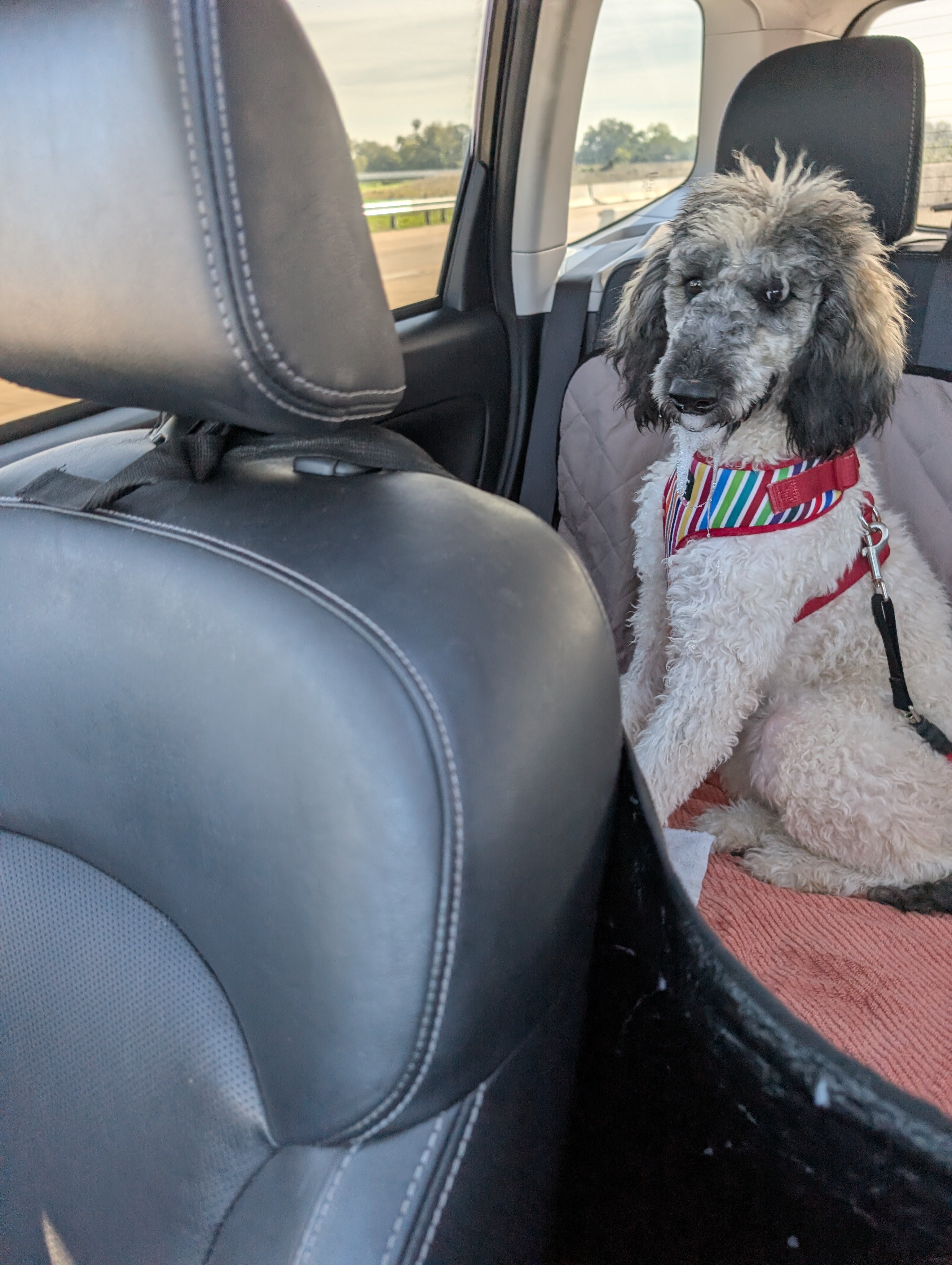 GoGo Paws Transport – image 3