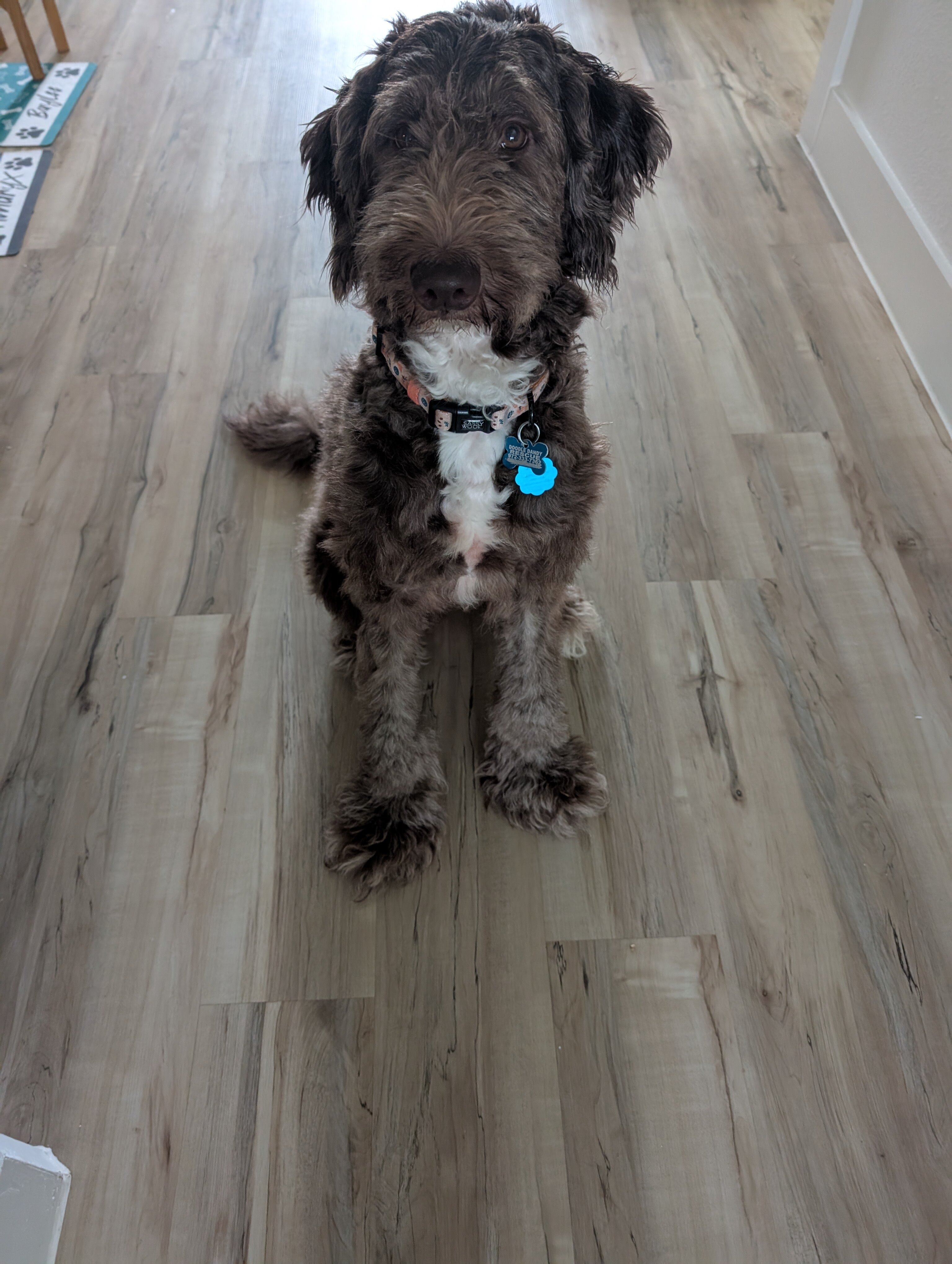 GoGo Paws Transport – image 2