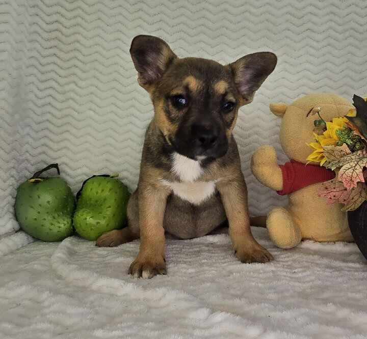 Mixed breed puppies for sale image 6