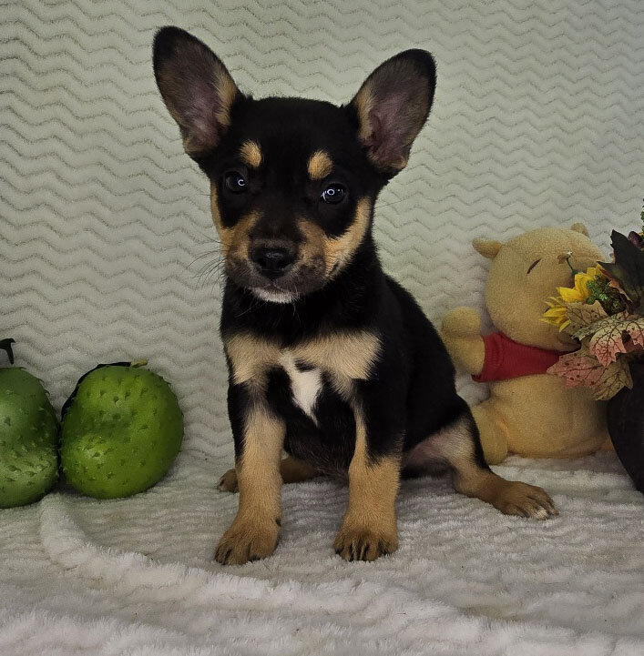 Mixed breed puppies for sale image 2