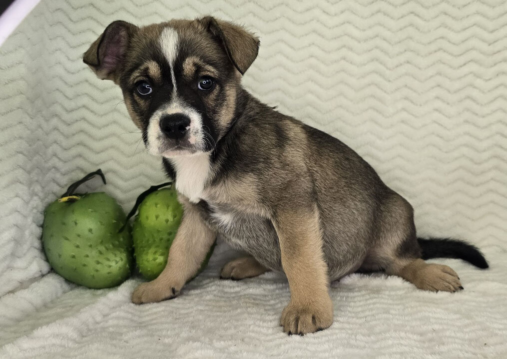 Mixed breed puppies for sale image 5