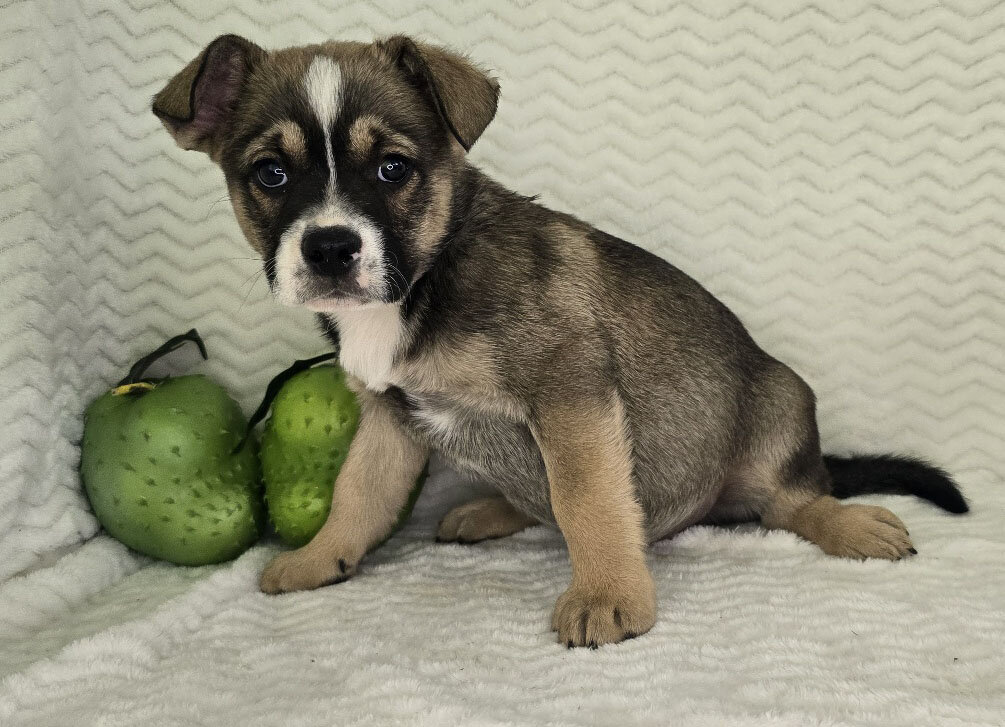 Mixed breed puppies for sale image 4