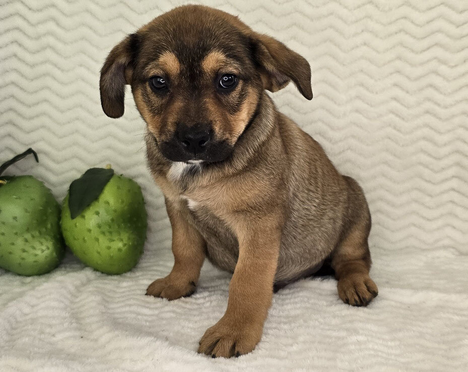 Mixed breed puppies for sale image 1