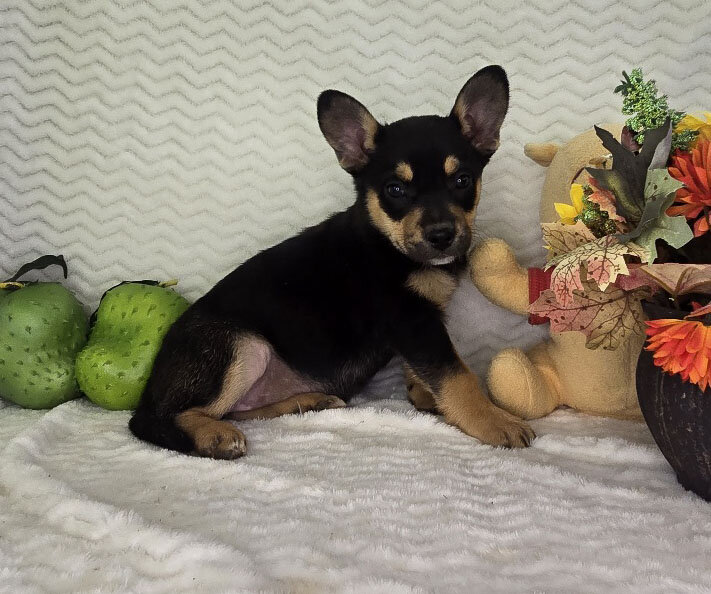 Mixed breed puppies for sale image 3