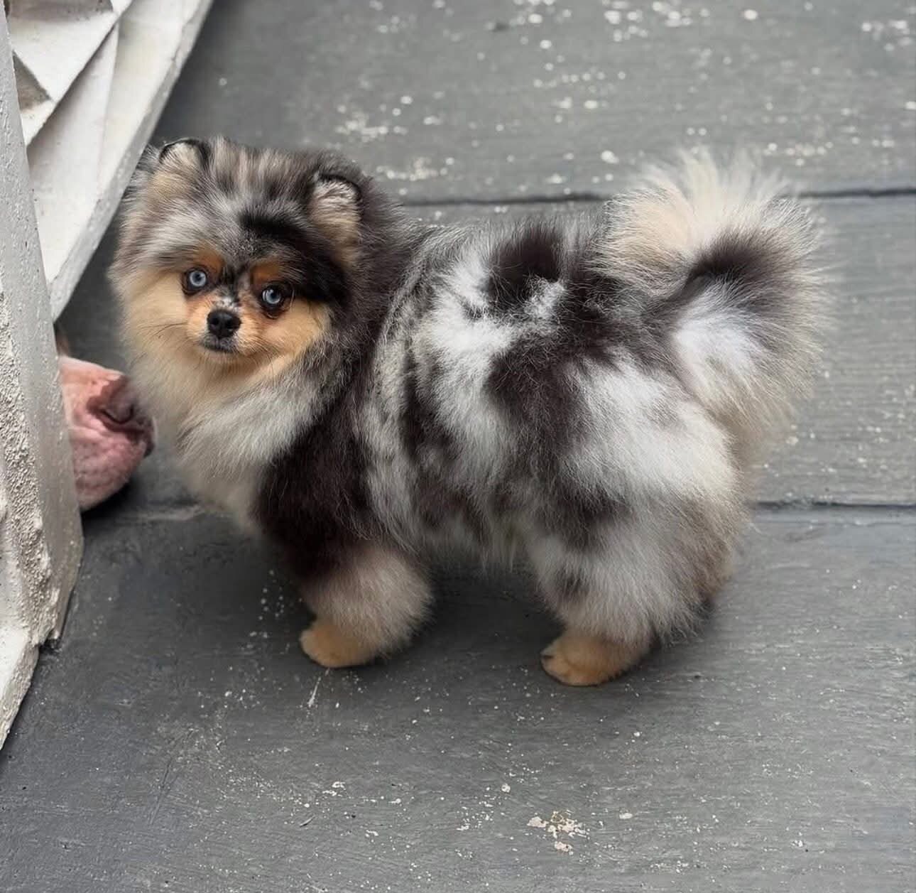 Cute Pomeranian Puppies for Adoption image 4