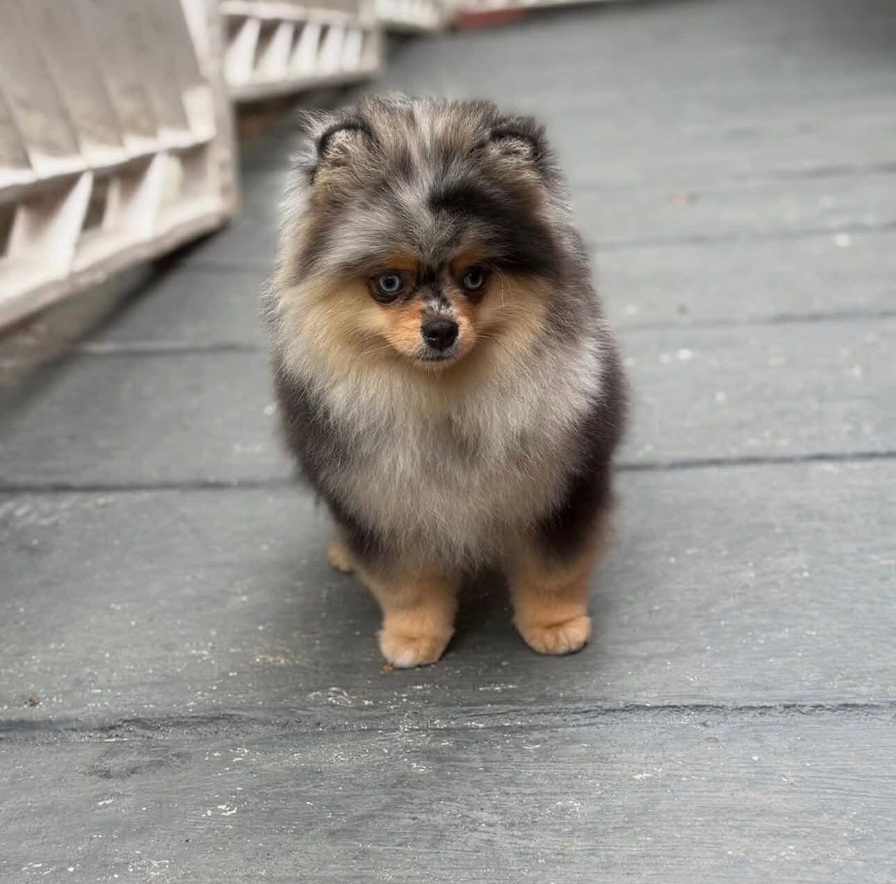 Cute Pomeranian Puppies for Adoption image 3