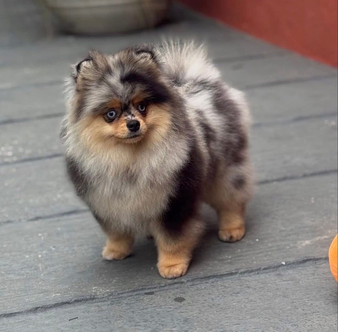 Cute Pomeranian Puppies for Adoption image 1