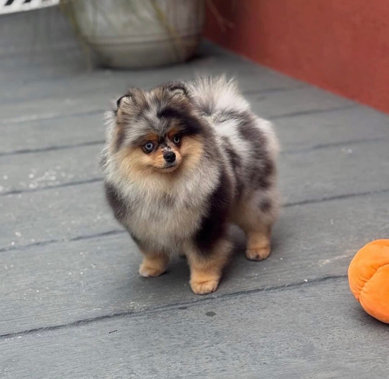 Cute Pomeranian Puppies for Adoption image 2