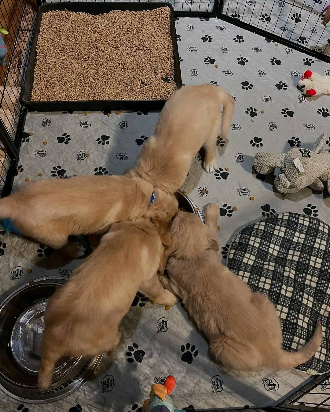 Sweet Golden Retriever Puppies for Rehoming image 4