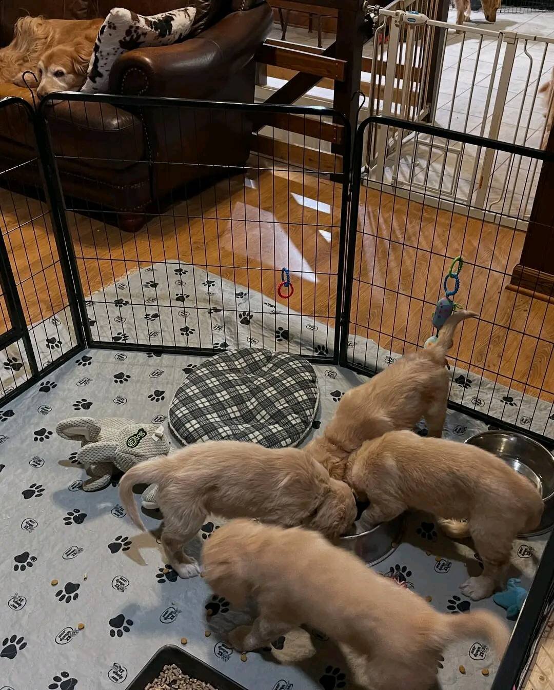 Sweet Golden Retriever Puppies for Rehoming image 3